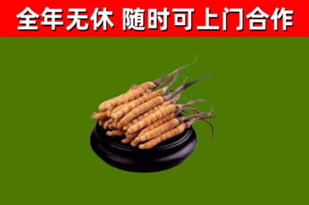 龙川回收冬虫夏草